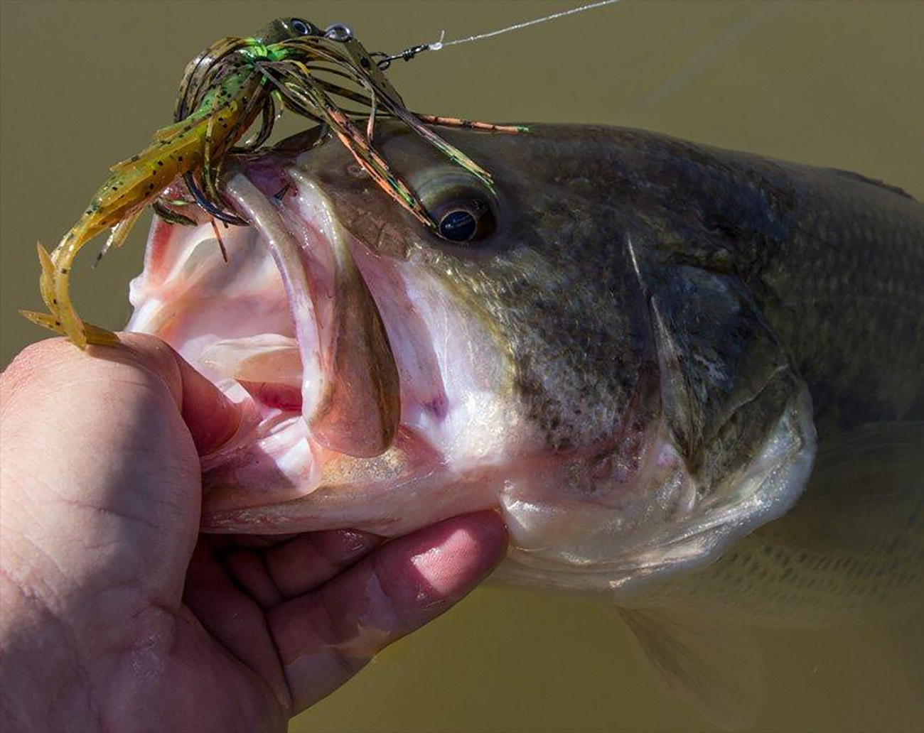 Z-Man Project Z Chatterbait